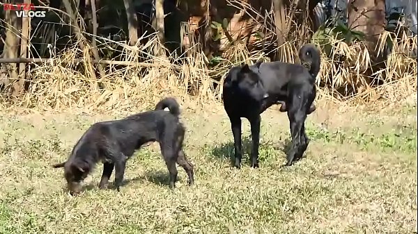 Cambodian Shepherd Vs Carolina Dog In Khnar Cha…